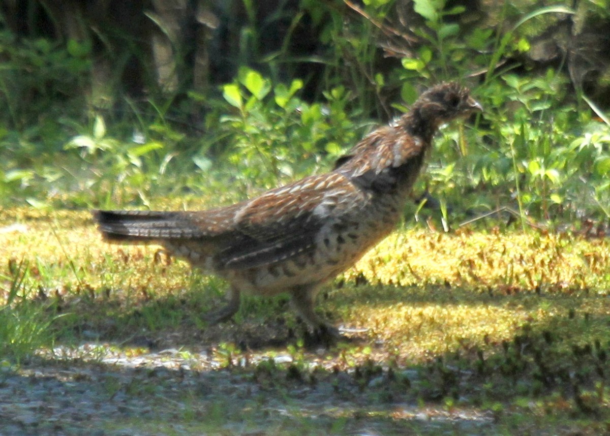 Ruffed Grouse - ML347262561