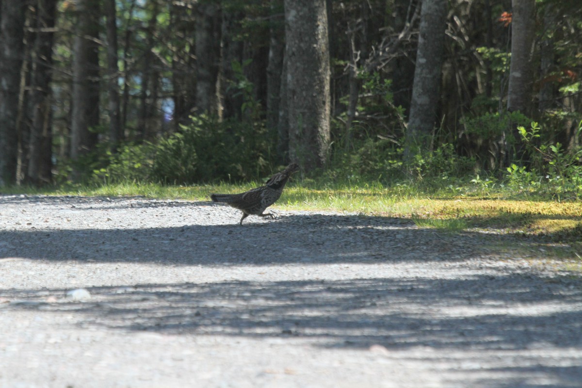 Ruffed Grouse - ML347262591