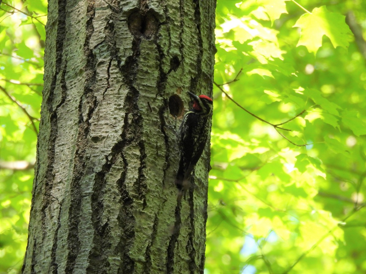 Yellow-bellied Sapsucker - ML347263011