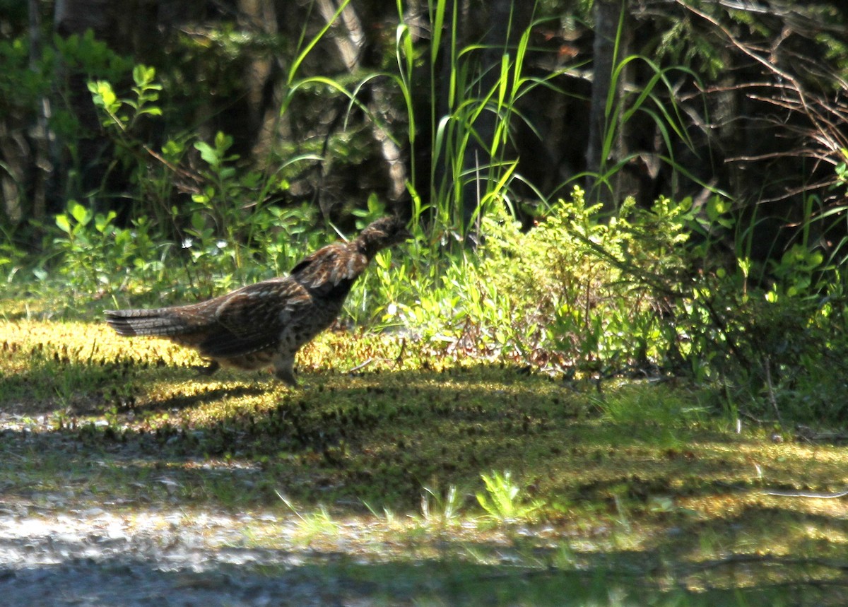 Ruffed Grouse - ML347263151