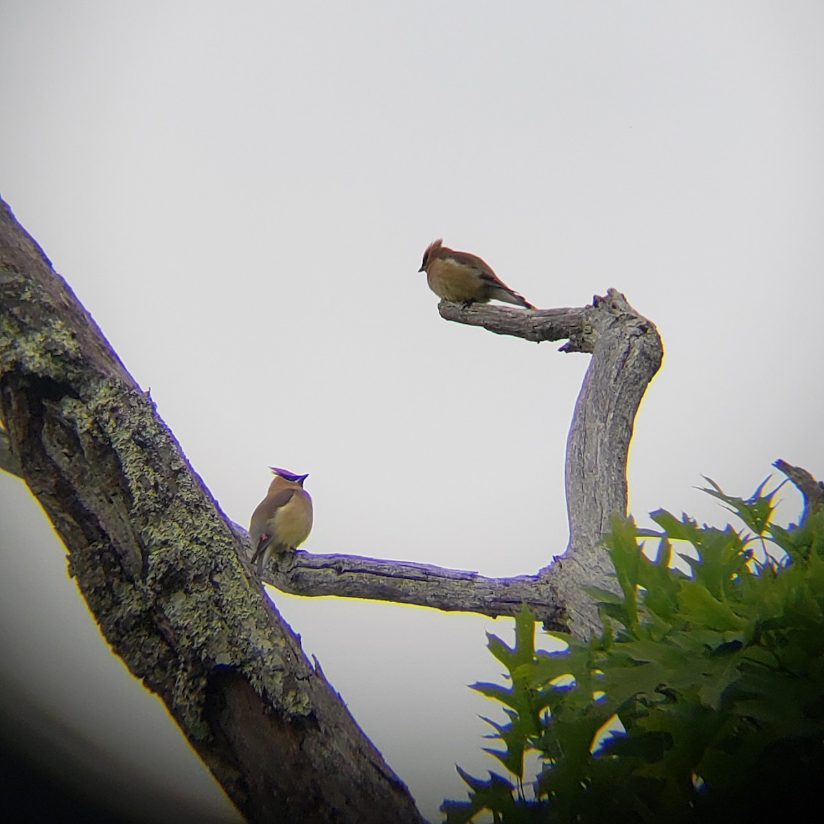 Cedar Waxwing - ML347263721