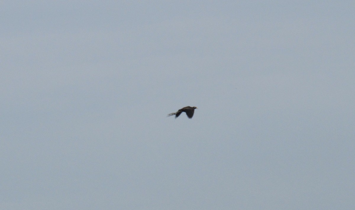 Bronze-winged Jacana - ML347264001