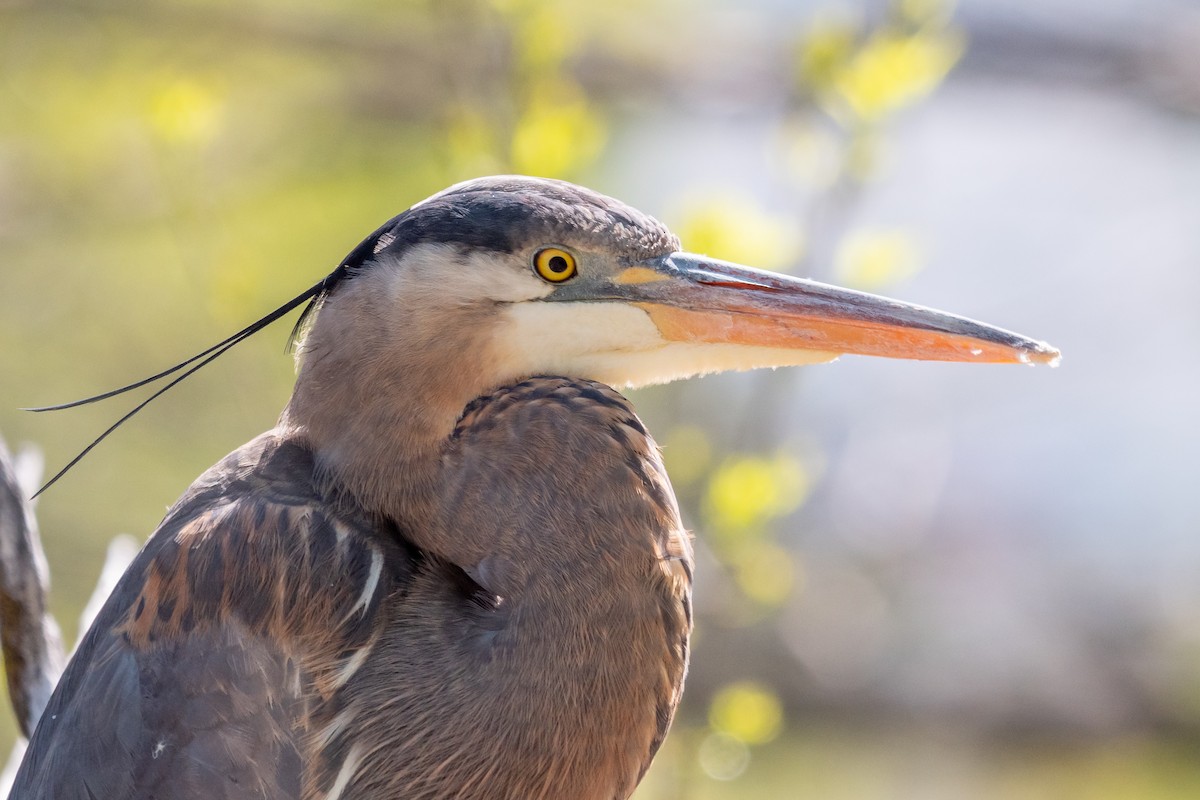 Great Blue Heron (Great Blue) - Aidan Lorenz