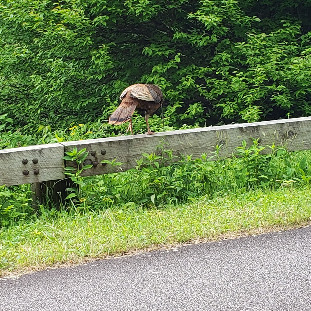 Wild Turkey - ML347265591