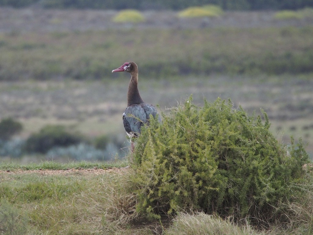 Spur-winged Goose - ML347265821