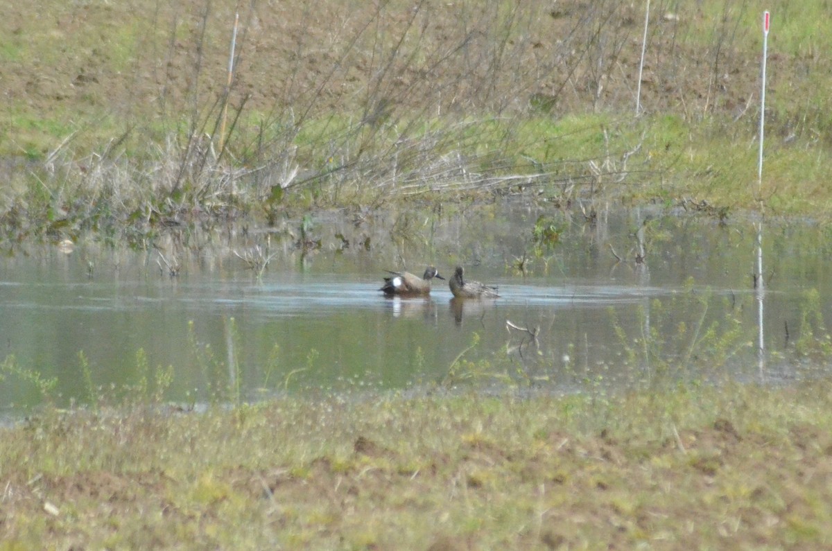 Blue-winged Teal - ML347269031