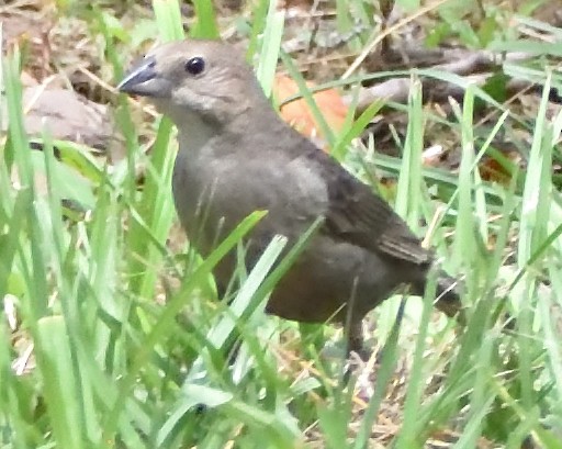 Brown-headed Cowbird - Colin Fisher