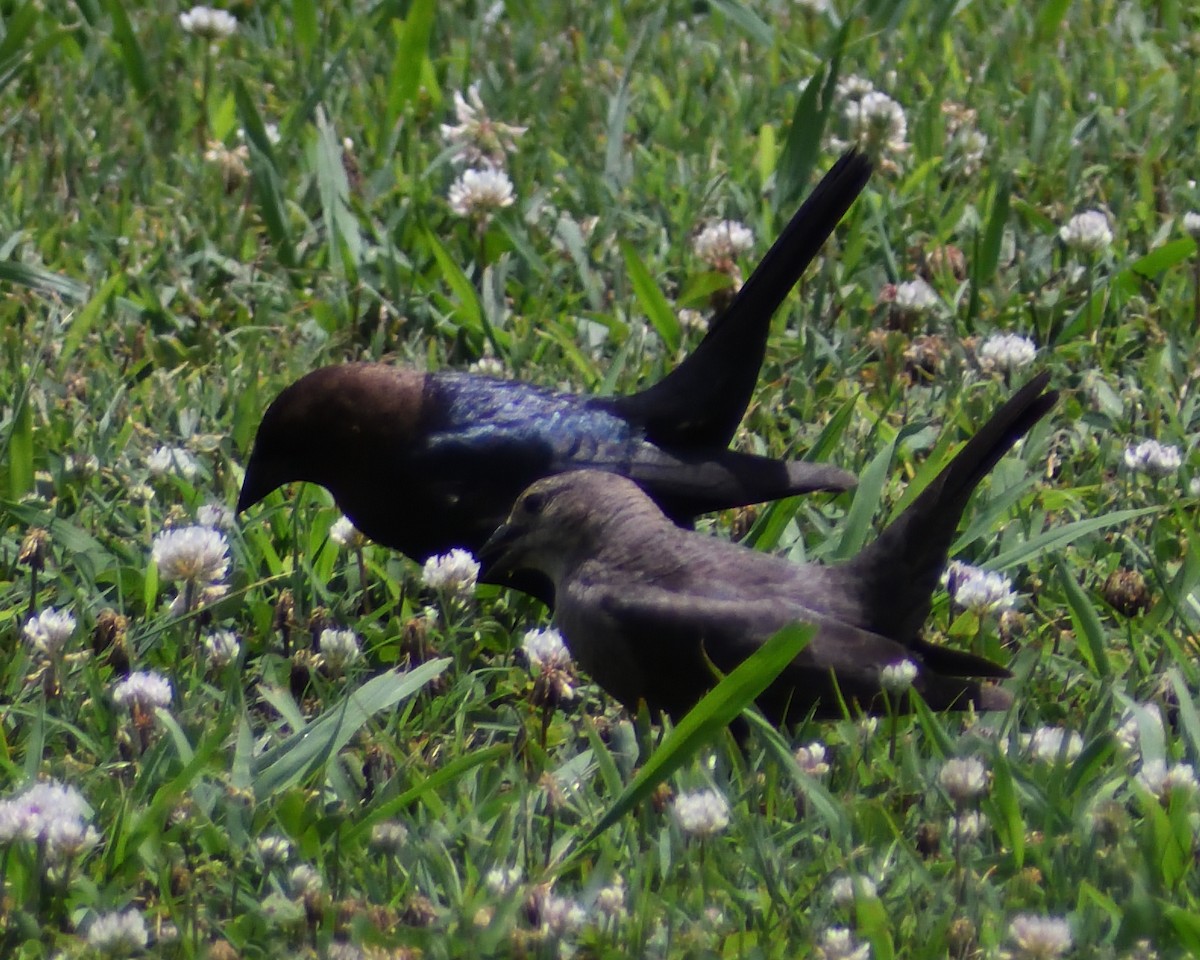 Brown-headed Cowbird - ML347269421