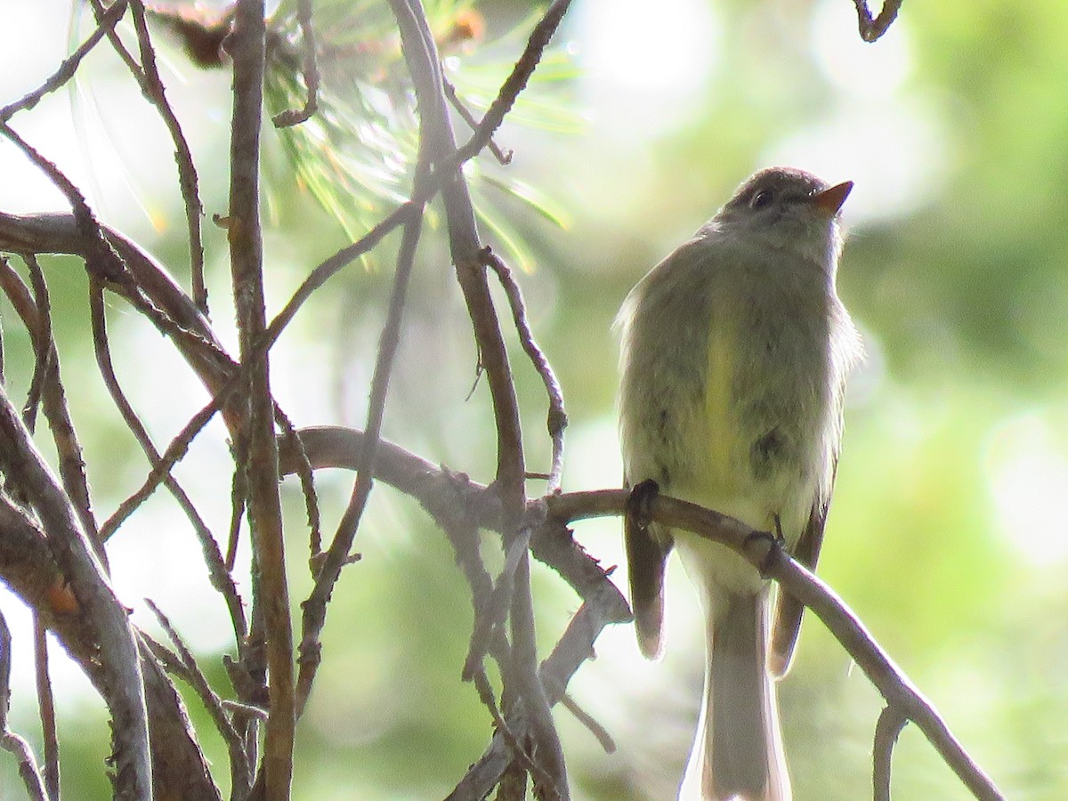 Hammond's Flycatcher - ML347269431