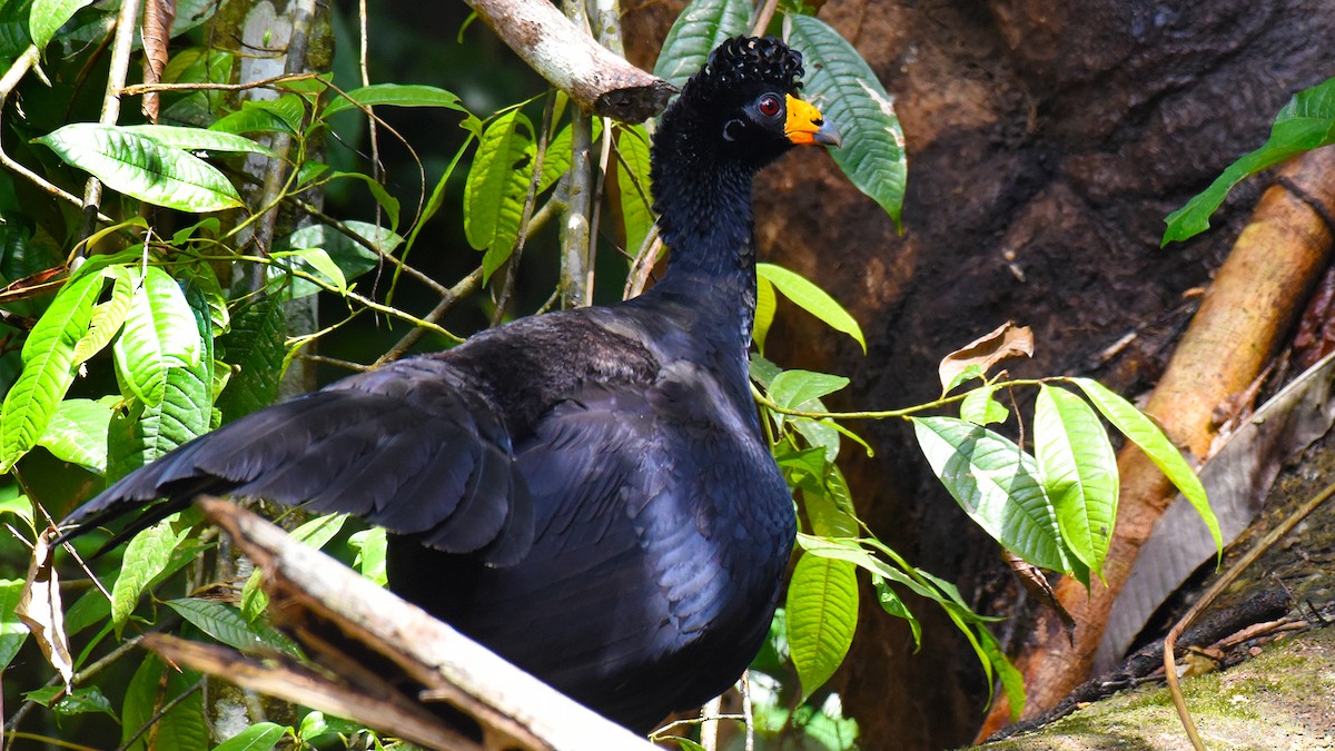 Black Curassow - James Livaudais