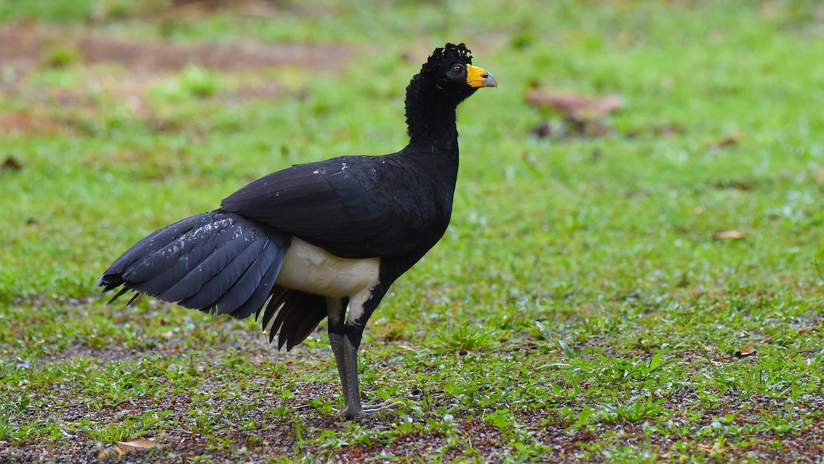 Black Curassow - ML347269511