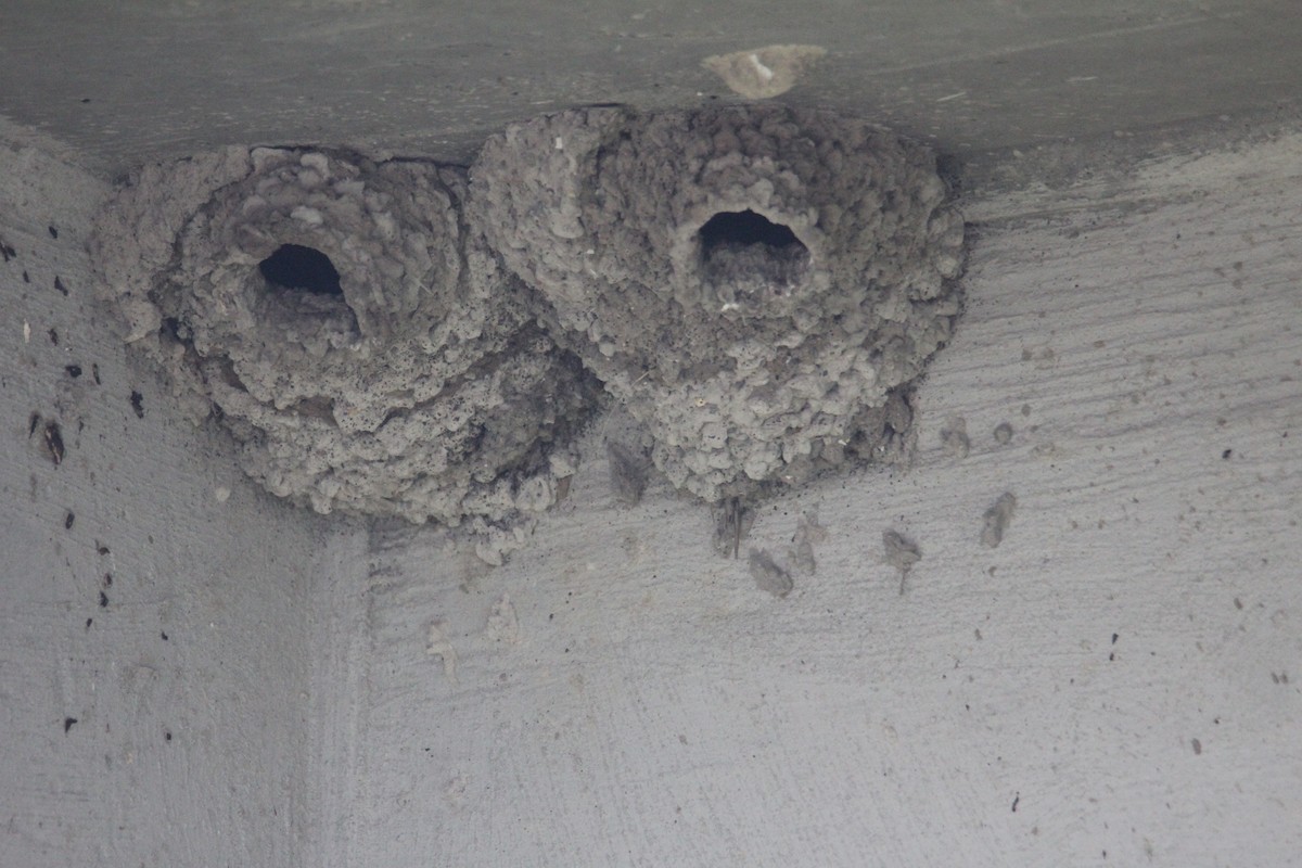 Barn Swallow - Bonnie Slaton