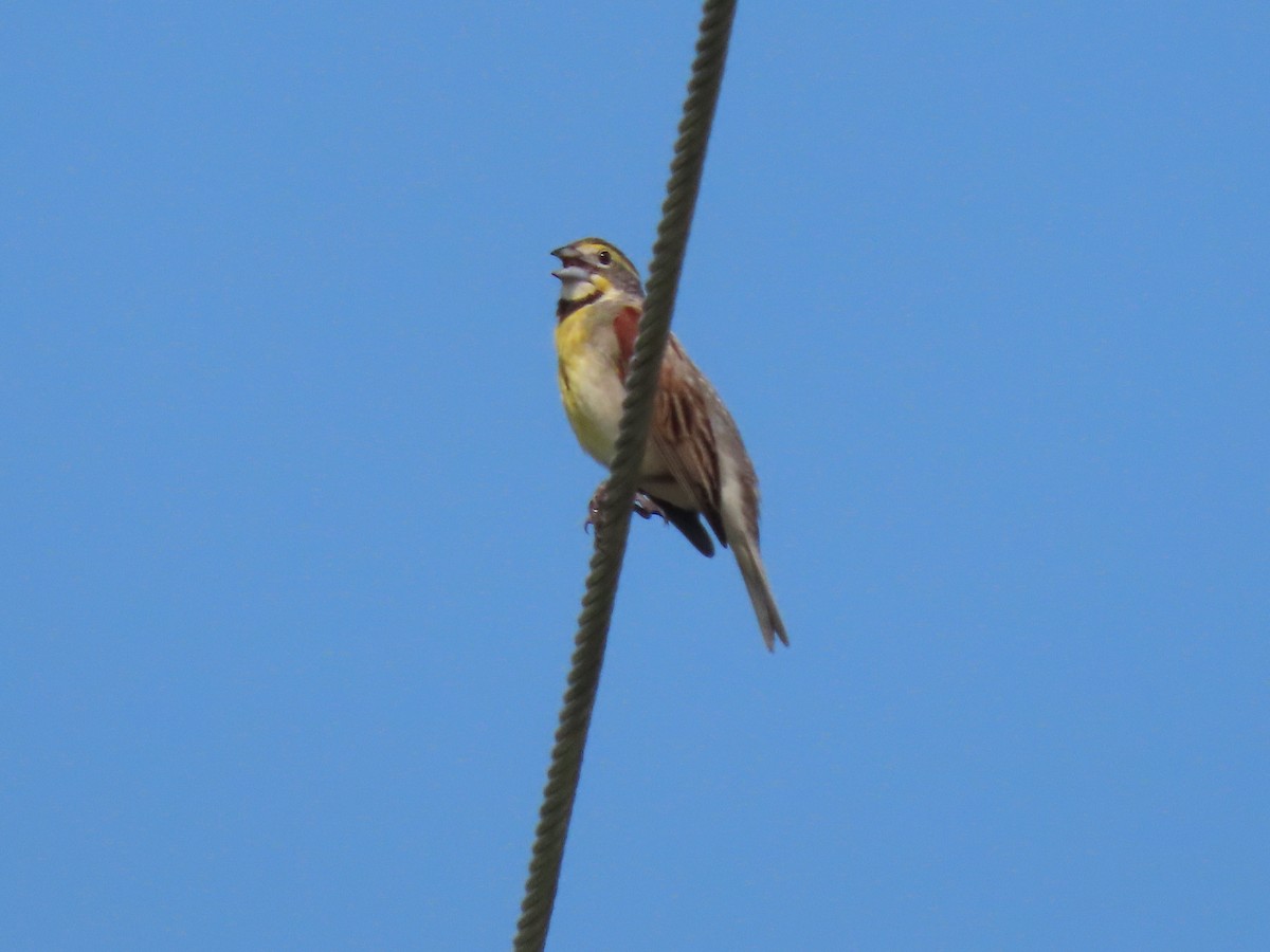 Dickcissel - Lisa Phelps