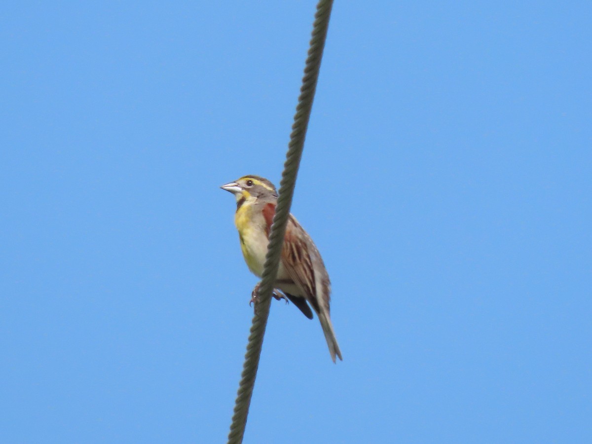 Dickcissel - Lisa Phelps