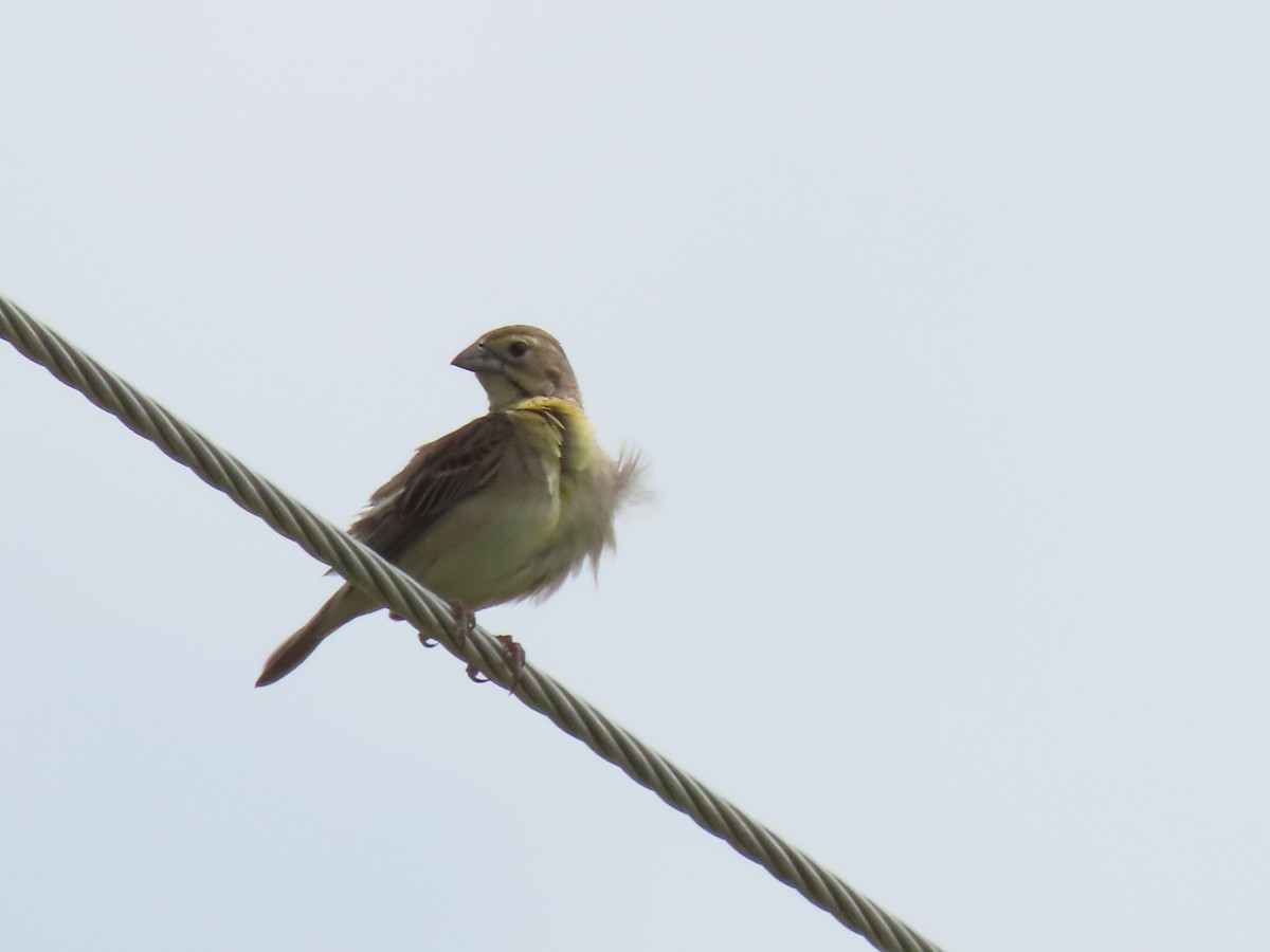 Dickcissel - Lisa Phelps