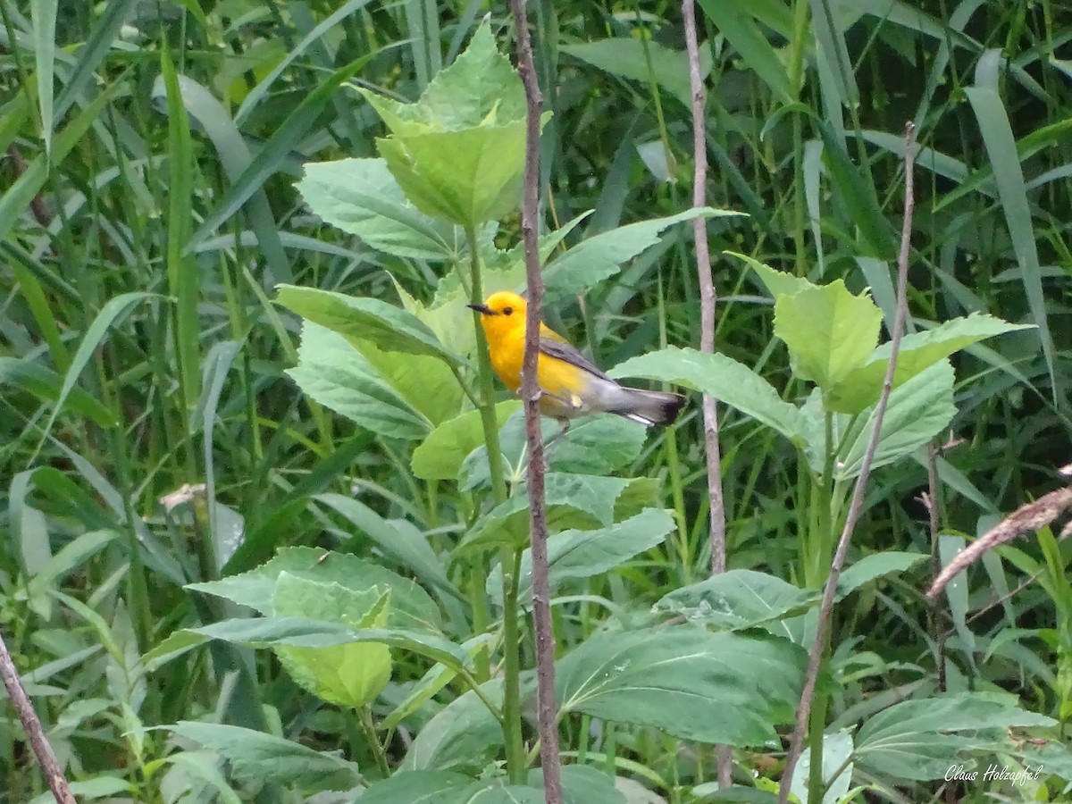 Prothonotary Warbler - ML347273941