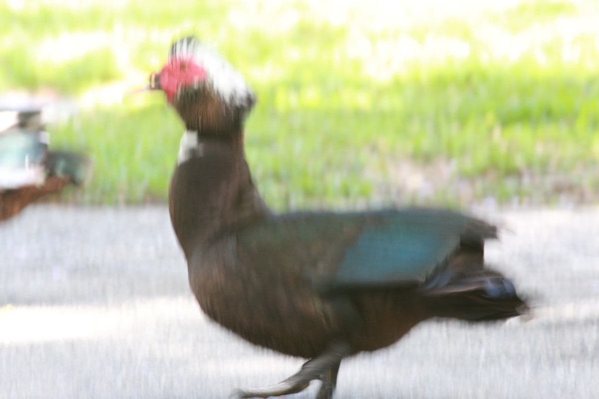 Muscovy Duck (Domestic type) - ML347274751