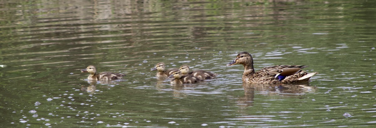 Mallard - Tom Wnuk