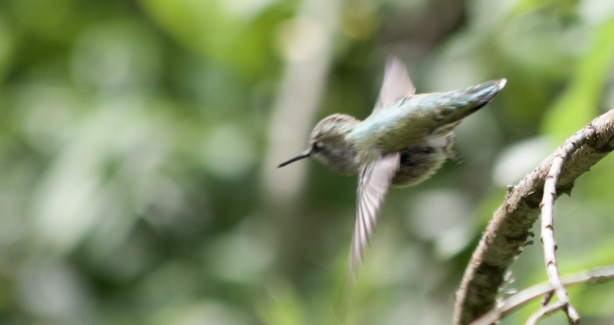 Anna's Hummingbird - ML347275081