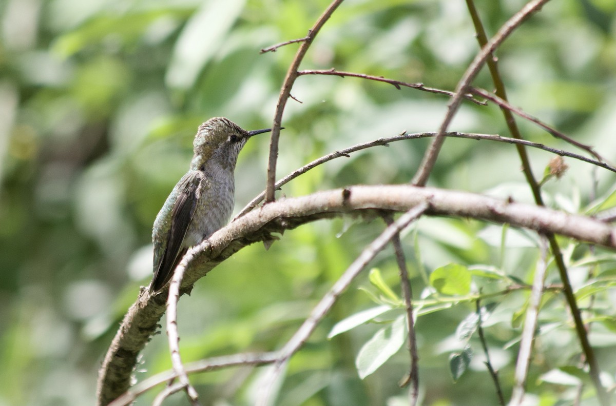 Anna's Hummingbird - ML347275101