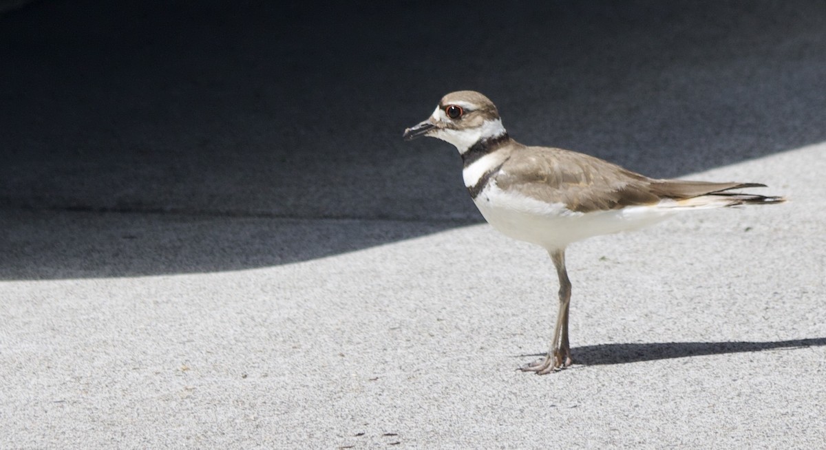 Killdeer - ML347275121