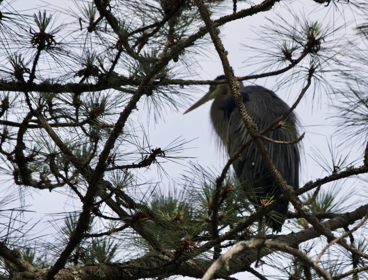 Great Blue Heron - ML347275181