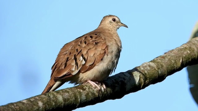 Ruddy Ground Dove - ML347275341