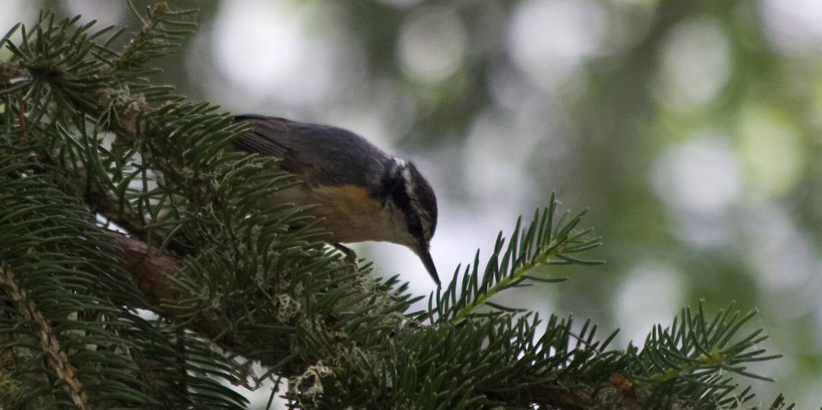 Red-breasted Nuthatch - ML347275351