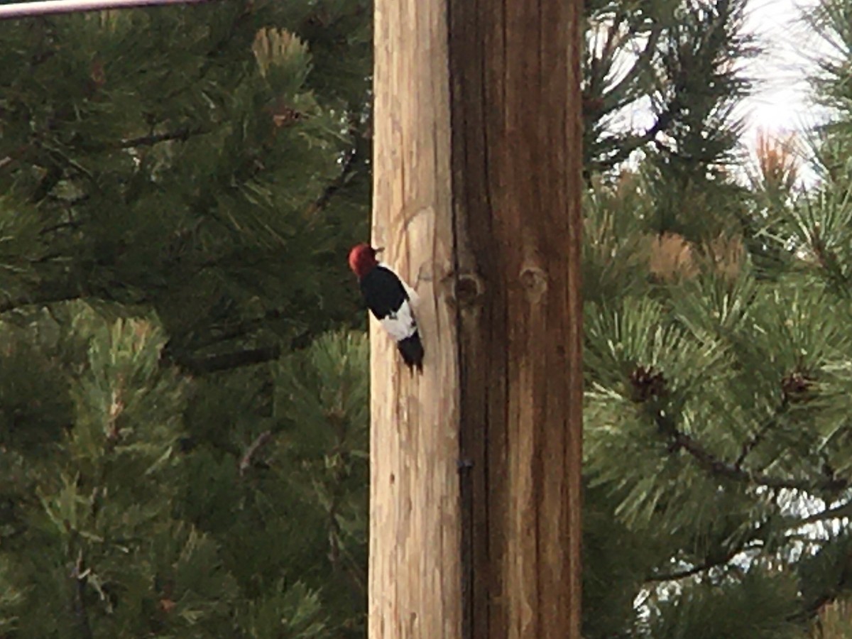 Red-headed Woodpecker - ML347275411