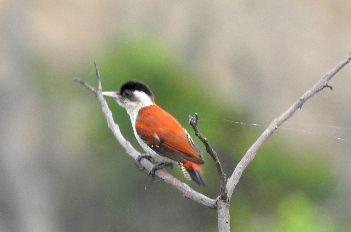 Scarlet-backed Woodpecker - ML347275671