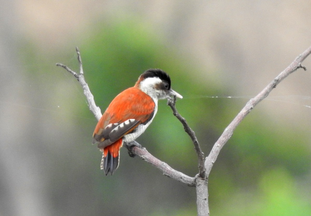 Scarlet-backed Woodpecker - ML347275691