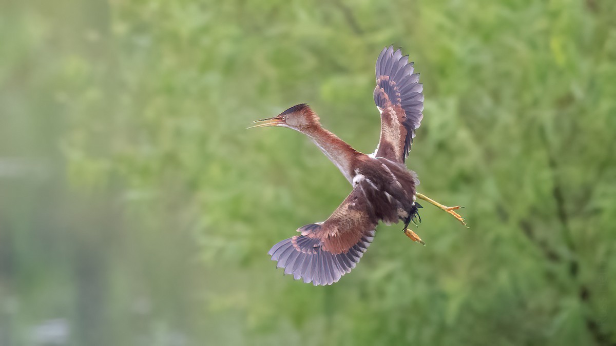 Least Bittern - ML347275911