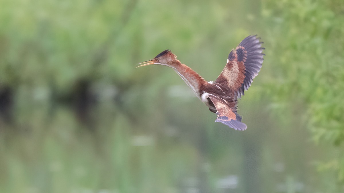 Least Bittern - ML347275941