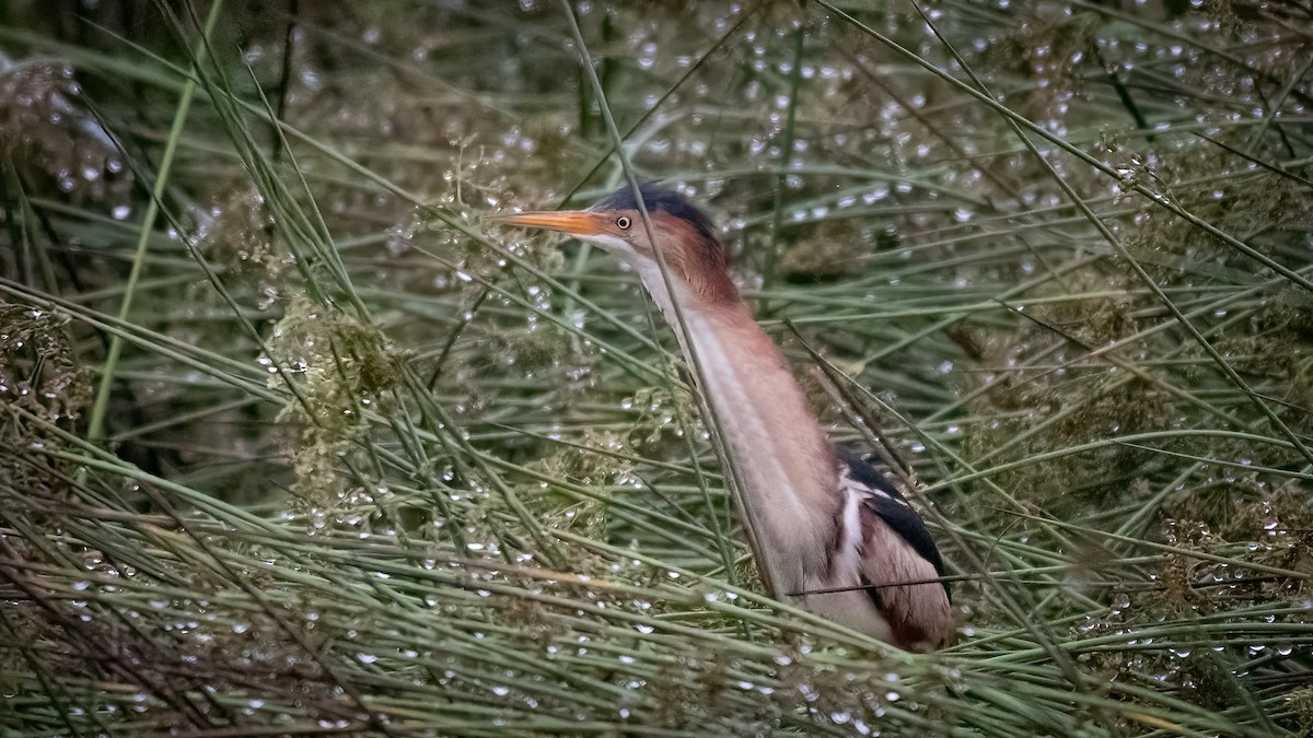 Least Bittern - ML347276031