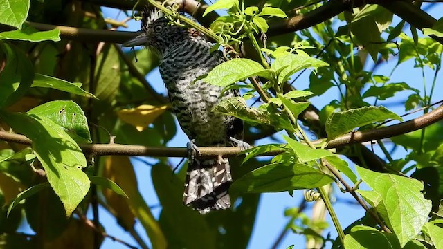 Barred Antshrike - ML347276811