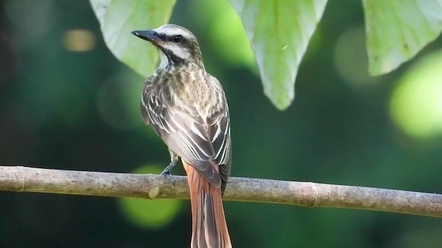 Sulphur-bellied Flycatcher - ML347277281