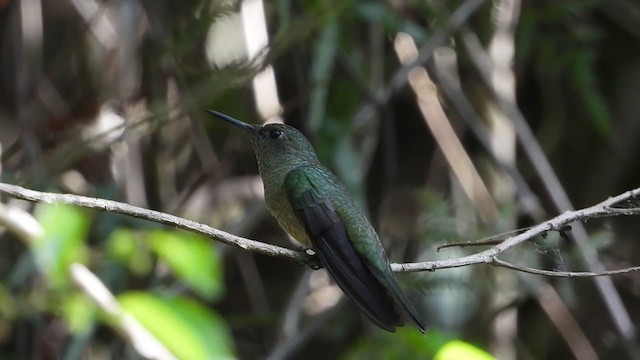 Wedge-tailed Sabrewing - ML347277471