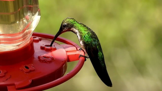 kolibřík lesklý - ML347278151