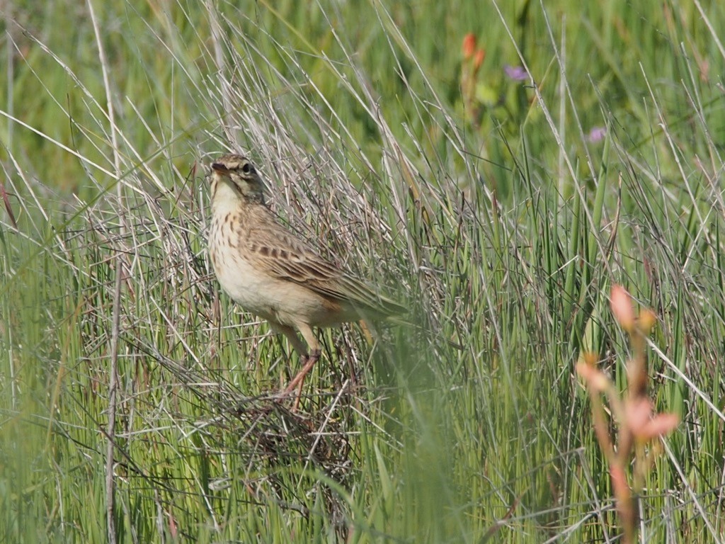 African Pipit - ML347279131