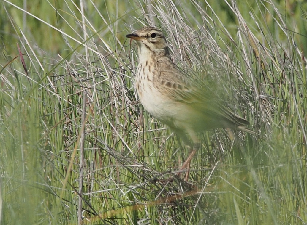 African Pipit - ML347279151