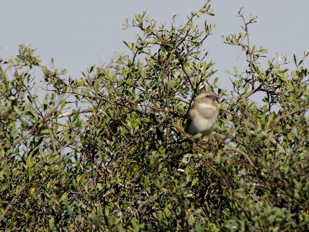 White-throated Canary - ML347279251