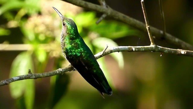kolibřík skvrnitoprsý - ML347279321