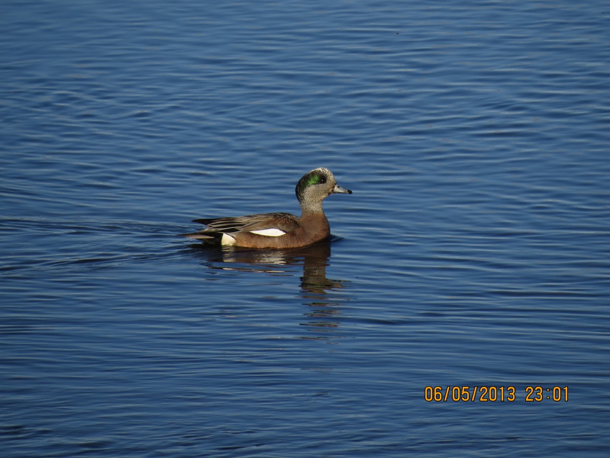 American Wigeon - ML347279351