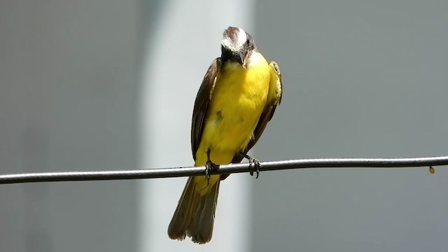 Social Flycatcher - ML347280051