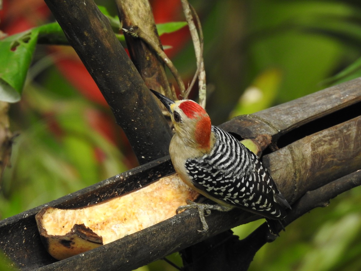 Red-crowned Woodpecker - Jessica Nathalia Sánchez Guzmán