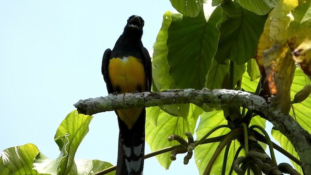 Black-headed Trogon - ML347280911