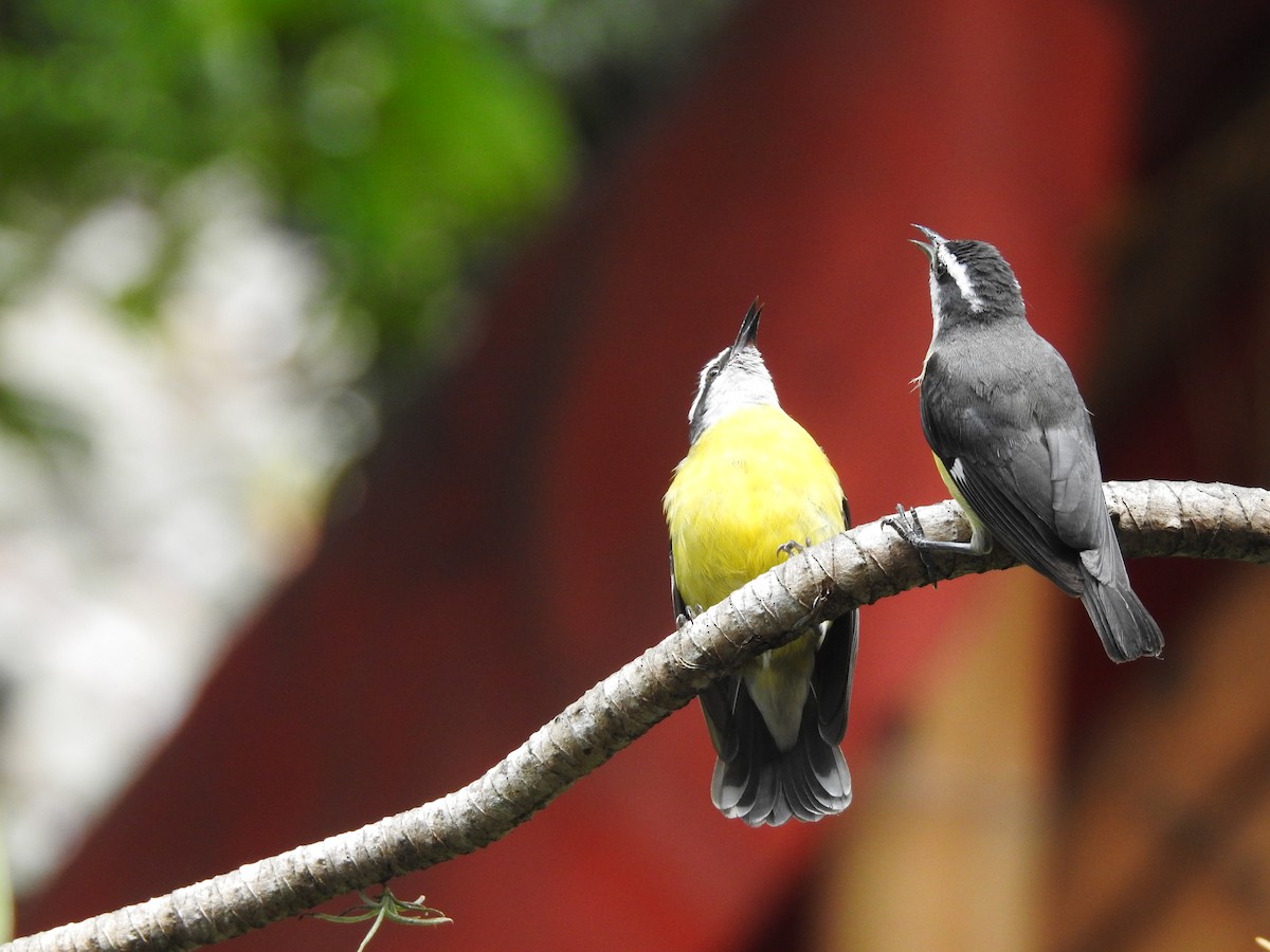 Bananaquit - ML347281321