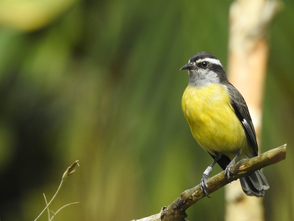 Bananaquit - ML347281371