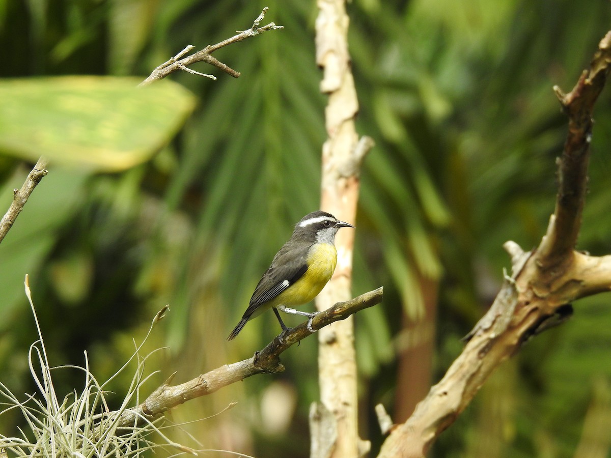 Bananaquit - ML347281381