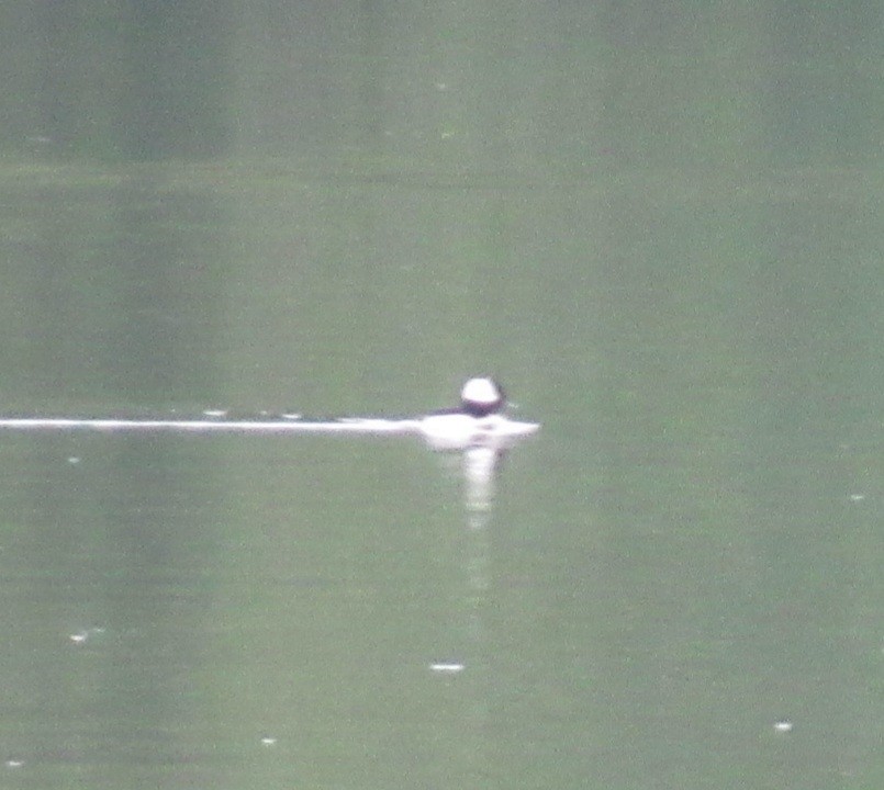 Murgilari buruzuria - ML347281471